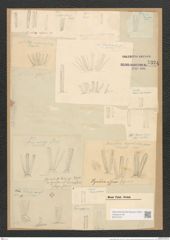 Synedra affinis Kuetz. (de-Toni-Nr.: Genus 66, Species 2607) Zeichnungen Sammlung Grunow Nr. 5324 (NHMW-BOT-W0373727)